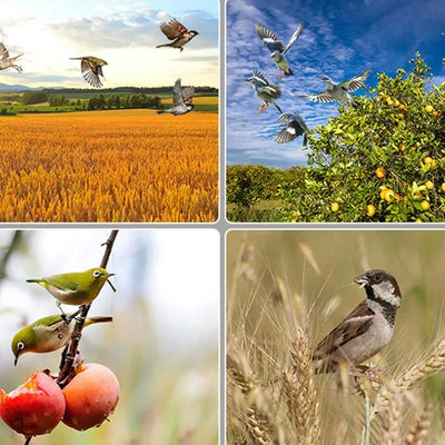 Répulsif Solaire Oiseaux à Minuterie 13 Sons Étanche