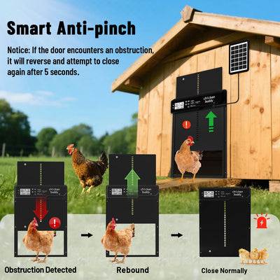 Porte Automatique de Poulailler Solaire Chicken Buddy Grande Largeur