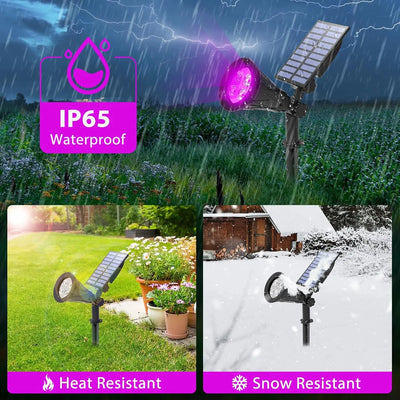 Lampe Solaire Paysage LED Lumière Noire IP65 Jardin
