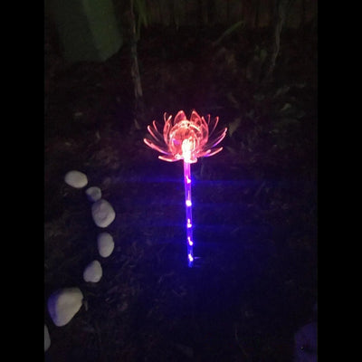Fleurs Solaires Décoratives Lumineuses Jardin Rose