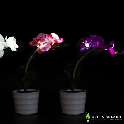 Fleurs Solaires Orchidée Décorative