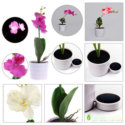 Fleurs Solaires Orchidée Décorative