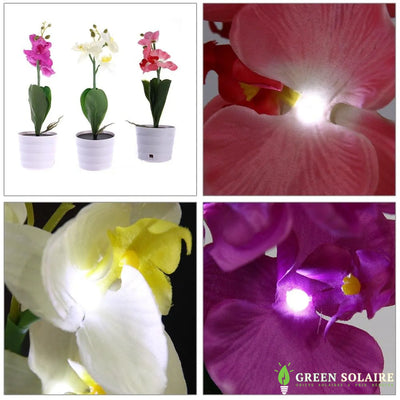 Fleurs Solaires Orchidée Décorative