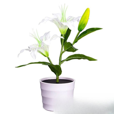 Fleurs Solaires Lily Décorative Blanc Jardin