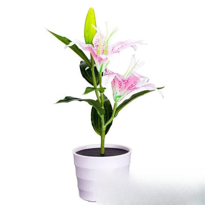 Fleurs Solaires Lily Décorative Rose Jardin