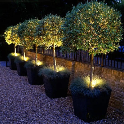 Spots solaires orientables éclairant des arbres de jardin la nuit
